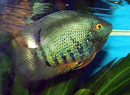 Severum Green - 3-4 inch